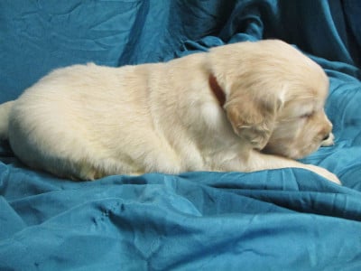 Les chiots de Golden Retriever