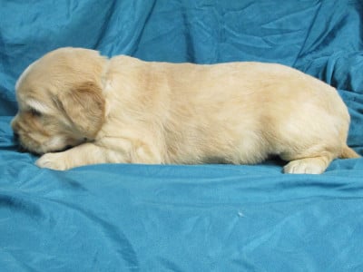 Les chiots de Golden Retriever