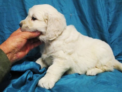 Les chiots de Golden Retriever
