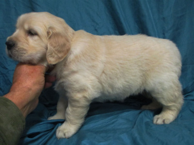 Les chiots de Golden Retriever