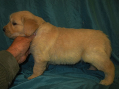 Les chiots de Golden Retriever