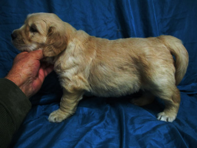 Les chiots de Golden Retriever