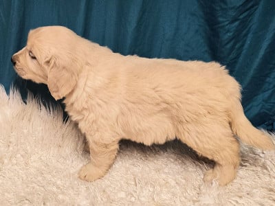 Les chiots de Golden Retriever
