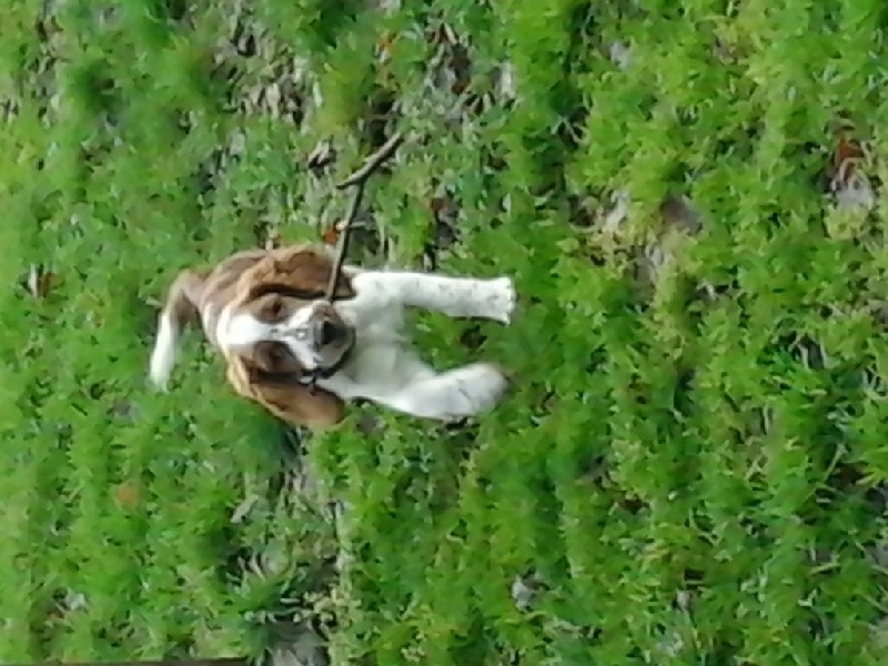 Publication : du chateau du repaire