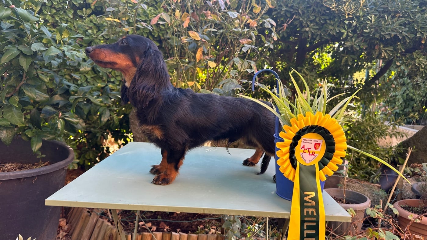 Publication : des guerriers Cathares Auteur : lhomme