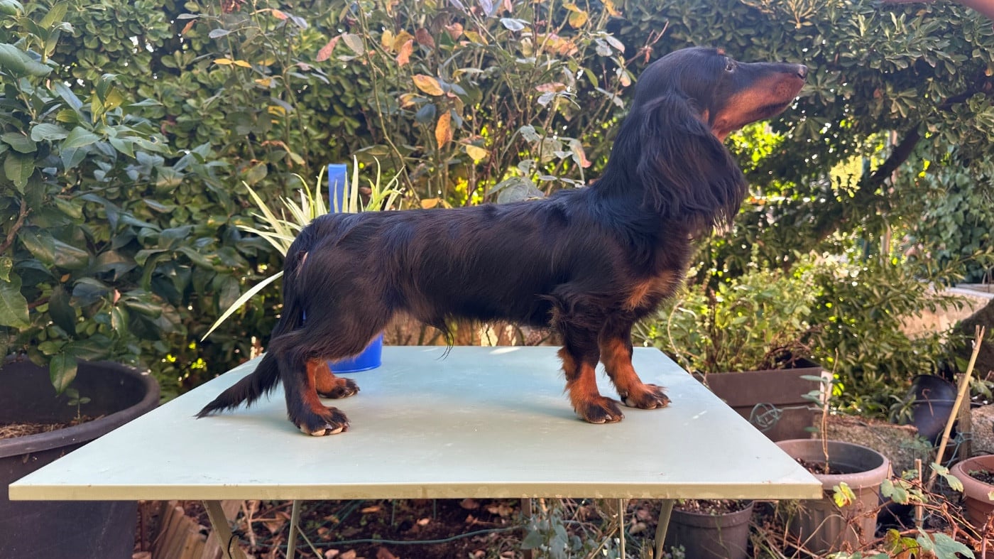 Publication : des guerriers Cathares Auteur : lhomme