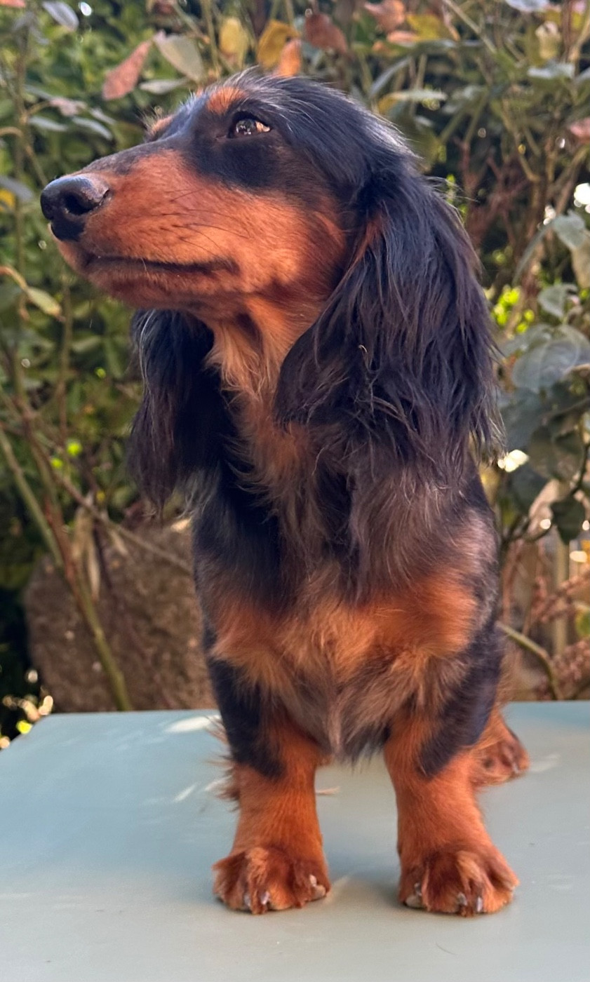 Publication : des guerriers Cathares