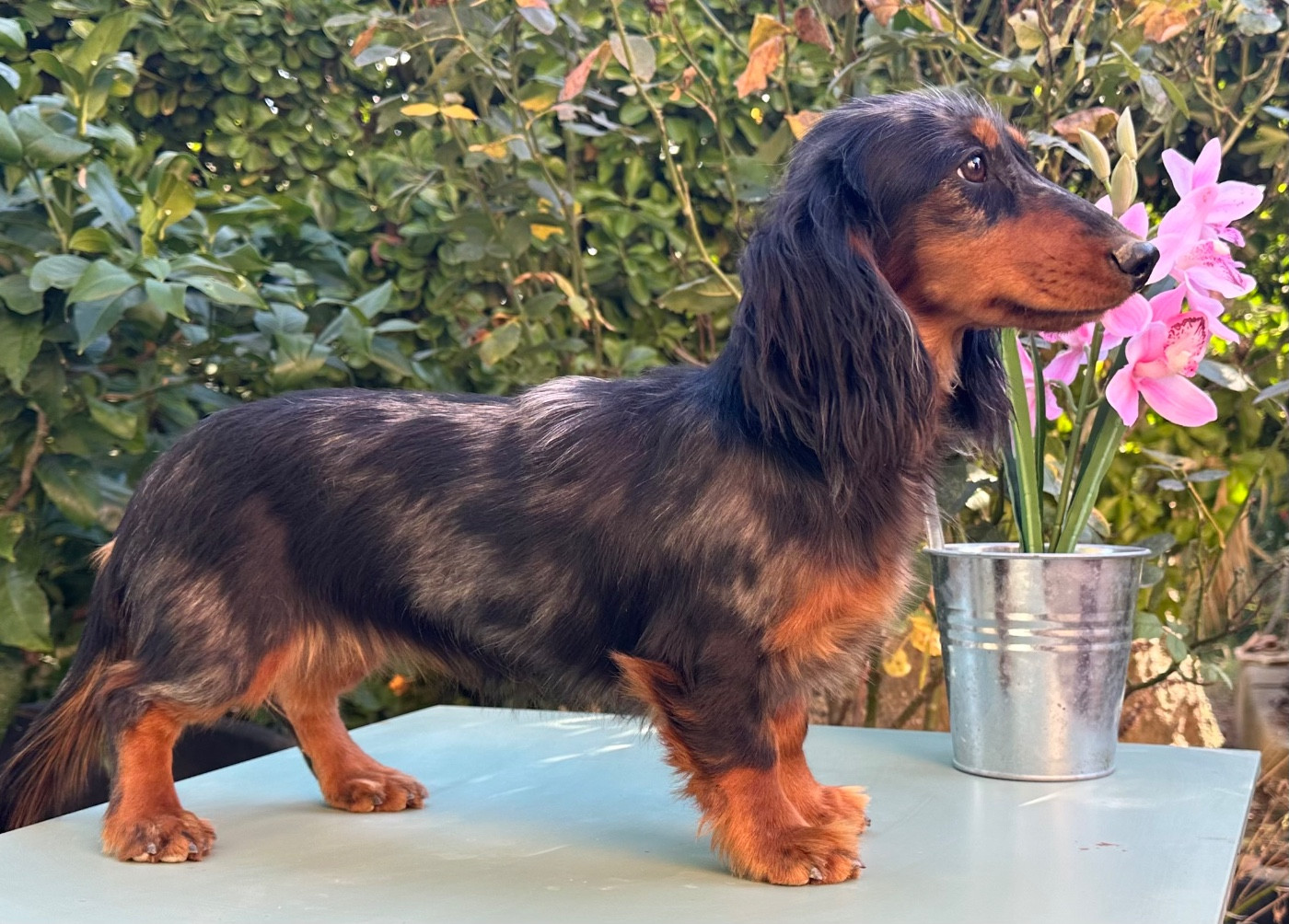 Publication : des guerriers Cathares