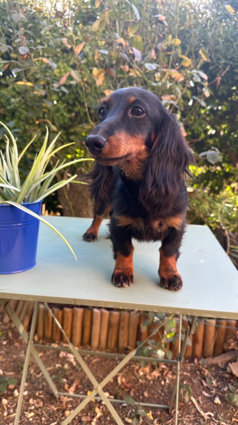 Publication : des guerriers Cathares Auteur : lhomme