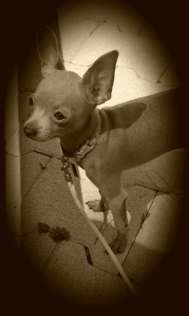 Publication : des guerriers Cathares Auteur : Lhomme