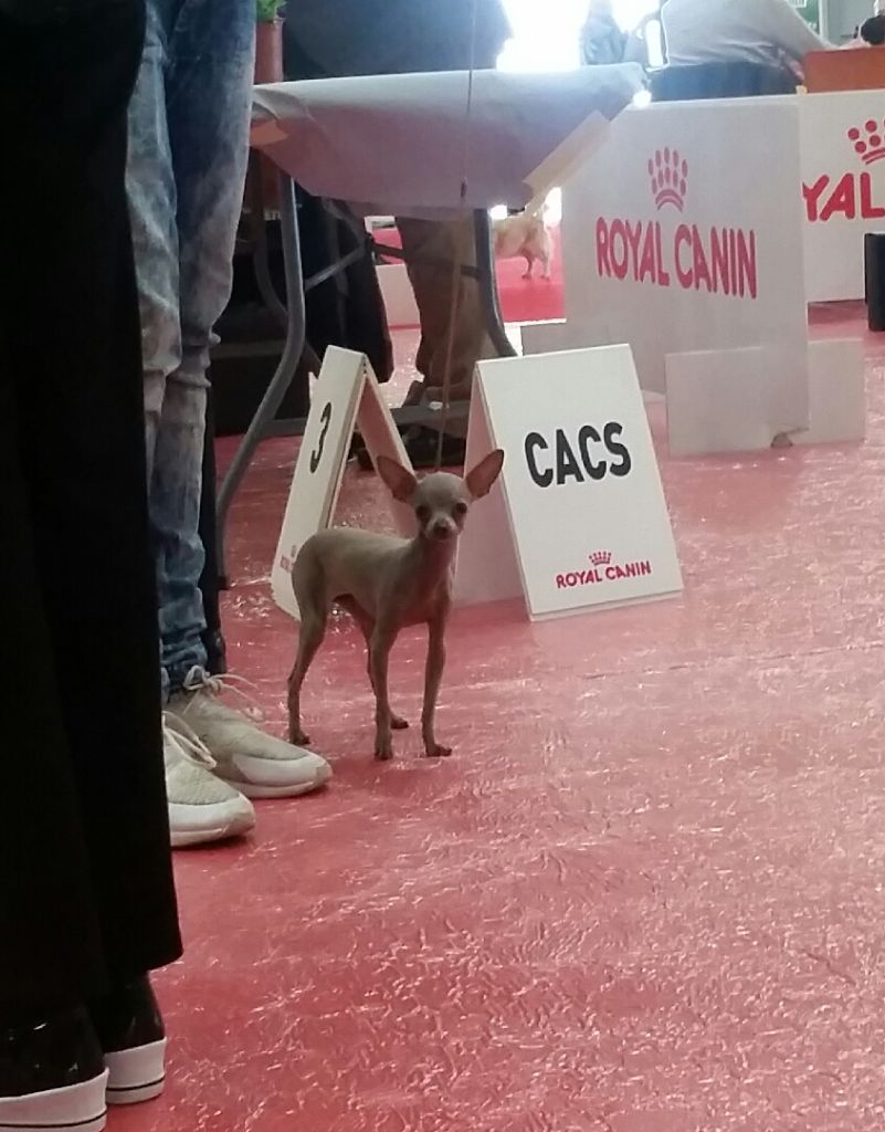 Publication : des guerriers Cathares Auteur : Lhomme