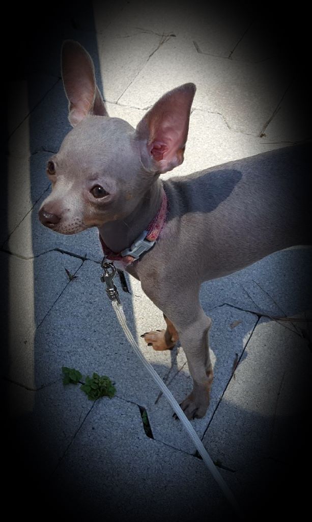 Publication : des guerriers Cathares Auteur : Lhomme