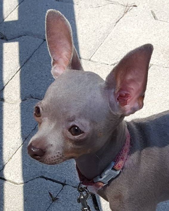 Publication : des guerriers Cathares Auteur : Lhomme