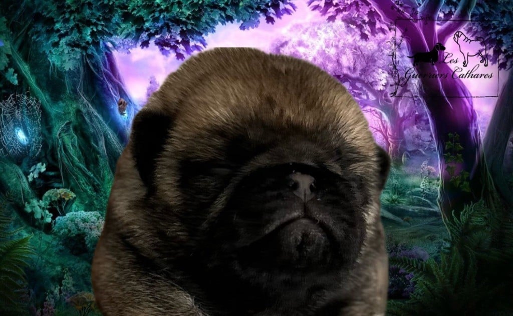 Aïko des Guerriers Cathares