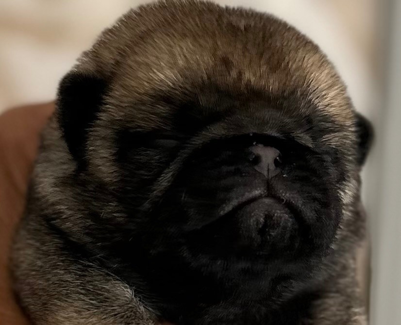 Aïko des Guerriers Cathares