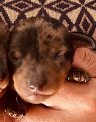 Les chiots de Teckel poil ras