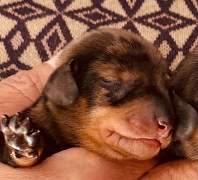 Les chiots de Teckel poil ras