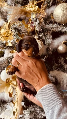 Les chiots de Teckel poil ras