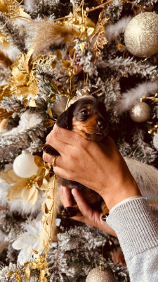 Les chiots de Teckel poil ras