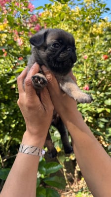 Les chiots de Carlin