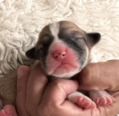 Les chiots de Welsh Corgi Pembroke