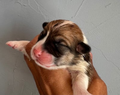 Les chiots de Welsh Corgi Pembroke
