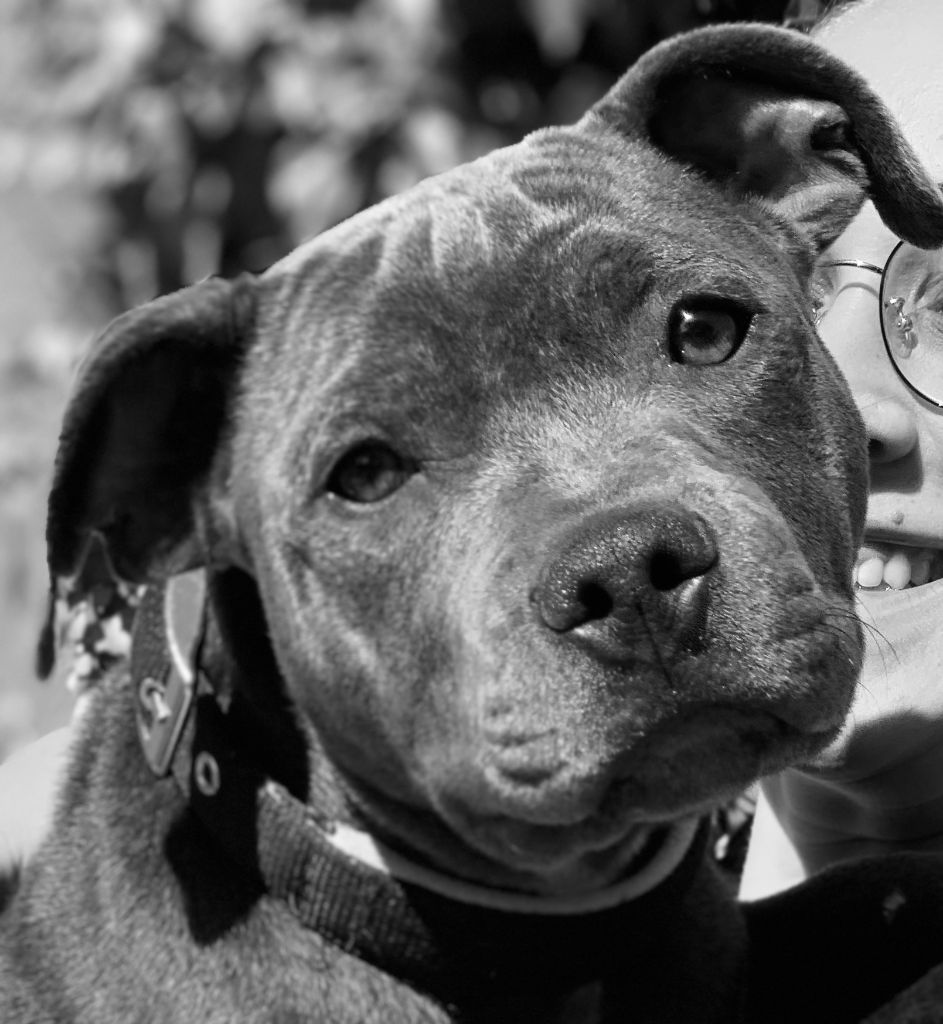 Accueil Elevage Des Guerriers Cathares Eleveur De Chiens Staffordshire Bull Terrier