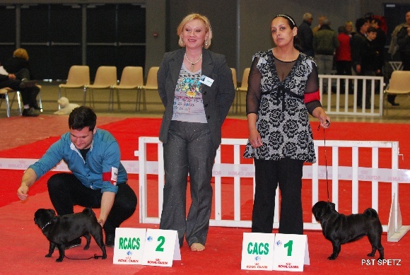 CH. Int. fantagaro des guerriers Cathares - 1 excellent - CACS/RCACIB en Classe Ouverte