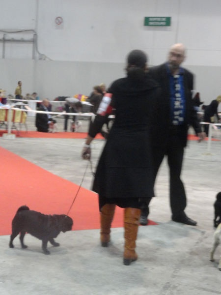 CH. Int. fantagaro des guerriers Cathares - CACIB - BOS - 1er excellent