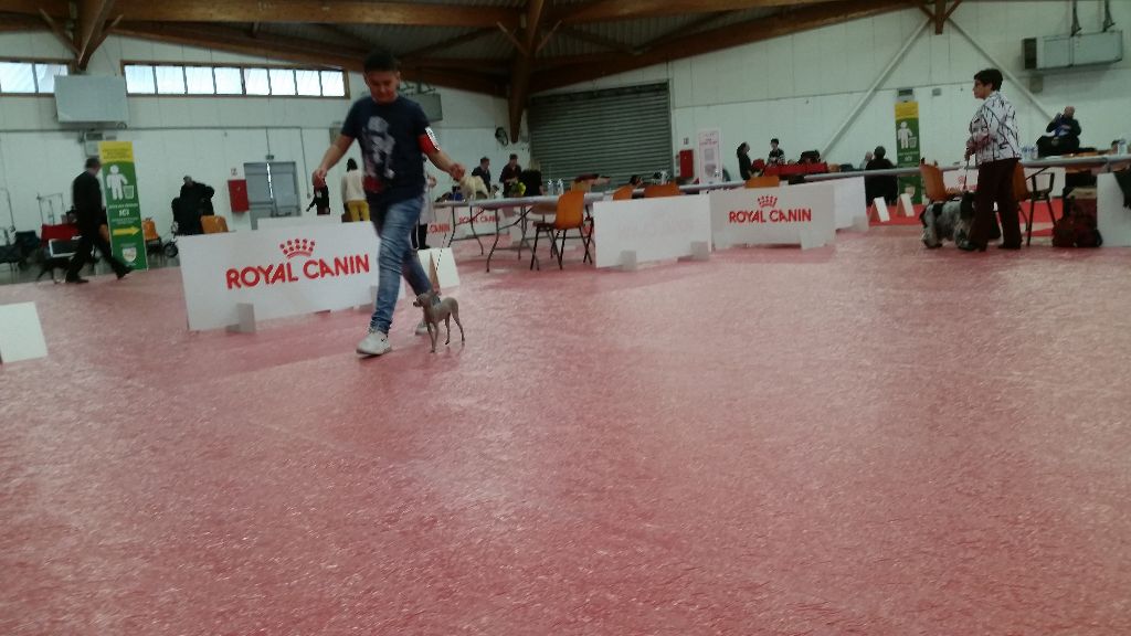 Ona izyskannaya siren Des Hibiscus D'Azur - 4ème EXCELLENT Jeune