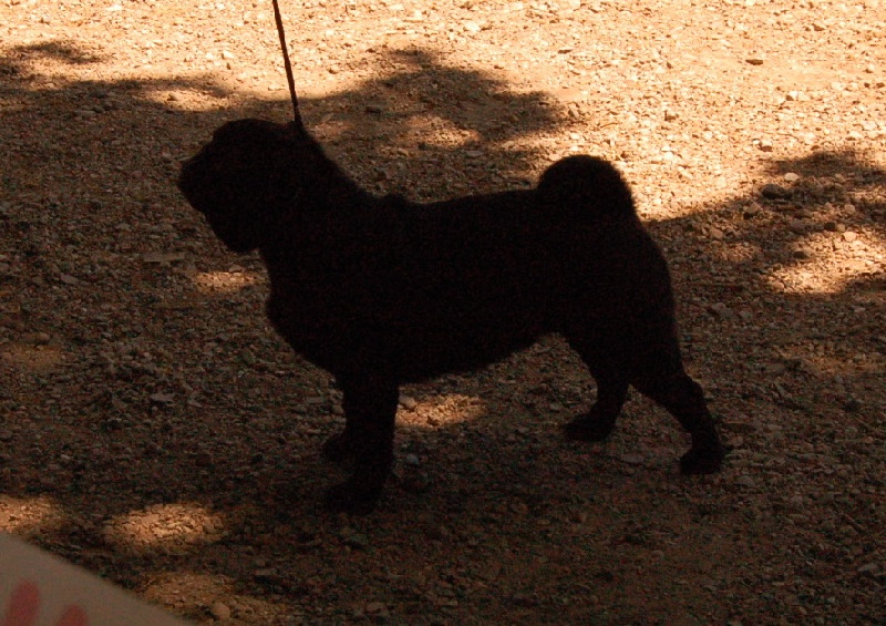 CH. Int. fantagaro des guerriers Cathares - MEILLEUR JEUNE - 1er excellent