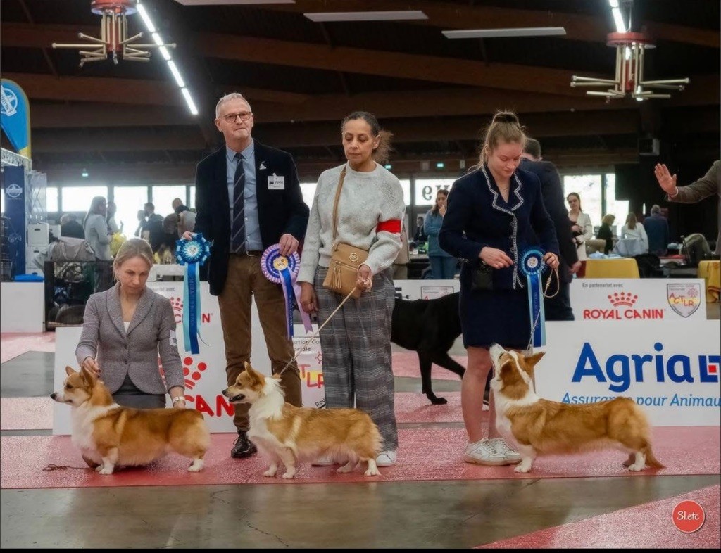 Irelia iz byrshtunovogo - MEILLEUR DE RACE DE SEXE OPP. 1er EXC CACS