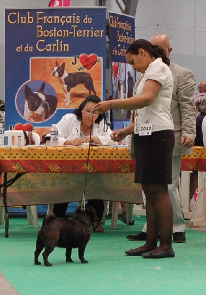 CH. Int. fantagaro des guerriers Cathares - 3ème excellent - Classe ouverte