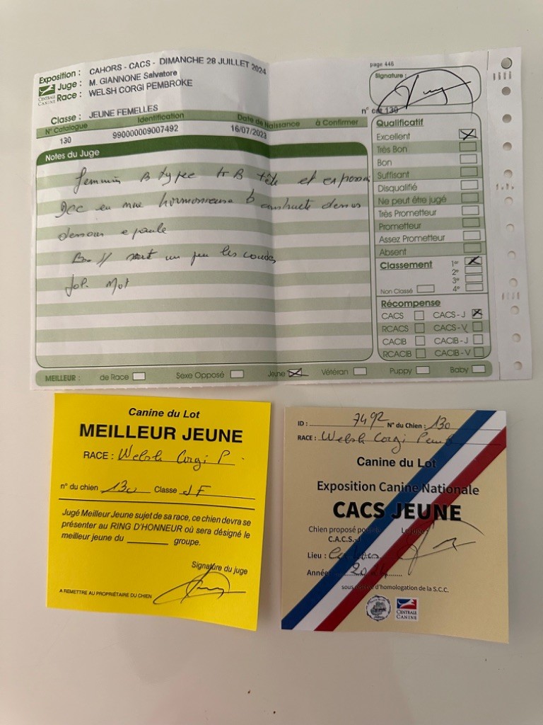 Irelia iz byrshtunovogo - MEILLEUR JEUNE -1er EXC CACS Jeune