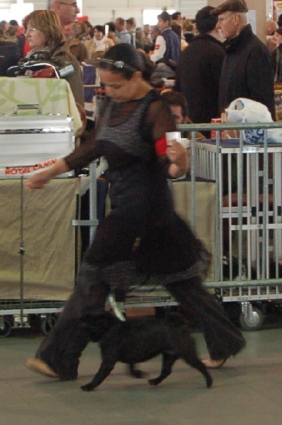 CH. Int. fantagaro des guerriers Cathares - 1er excellent - RCACIB