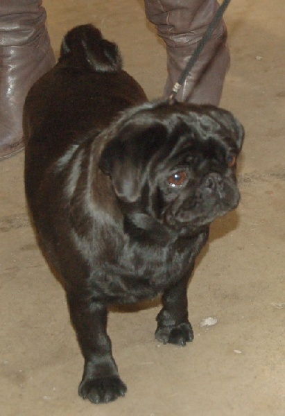 CH. Int. fantagaro des guerriers Cathares - 2ème EXCELLENT