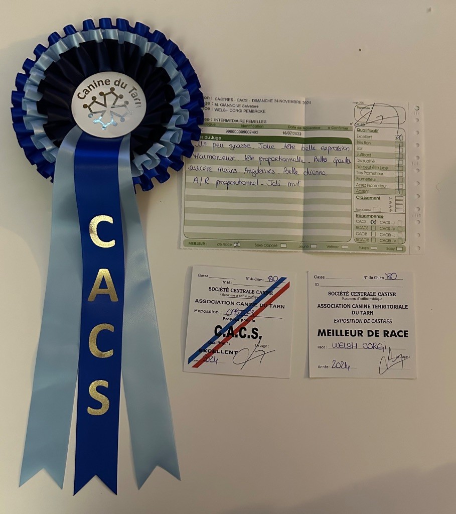 Irelia iz byrshtunovogo - MEILLEUR CHIEN DU 1er GROUPE - Meilleur de race - CACS