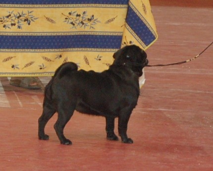 CH. Int. fantagaro des guerriers Cathares - 1er EXCELLENT