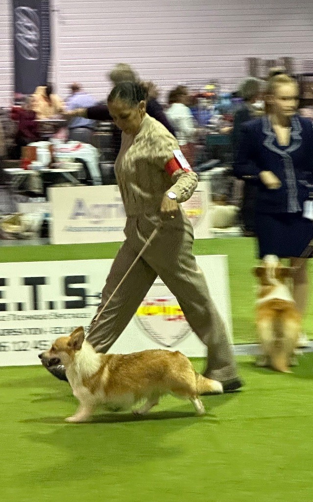 Irelia iz byrshtunovogo - 3ème TB/6