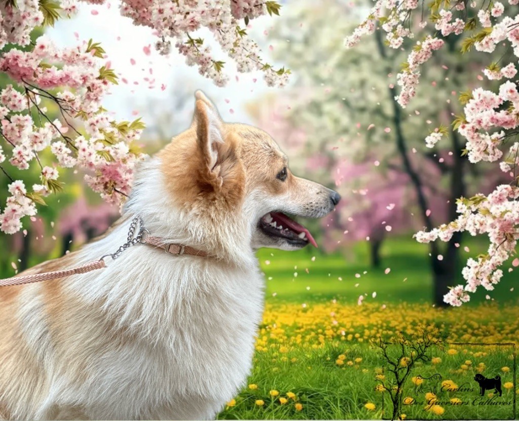 Irelia iz byrshtunovogo - MEILLEUR DE RACE 1er Excellent CACS Jeune