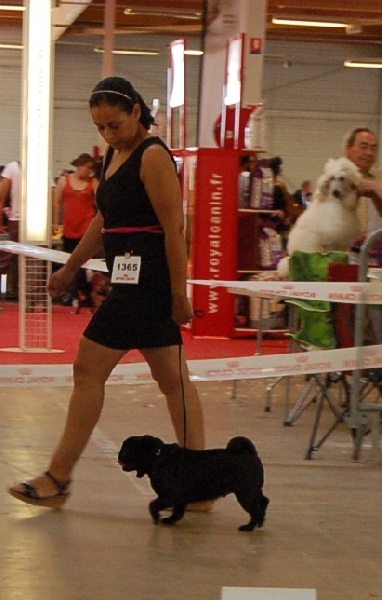 CH. Int. fantagaro des guerriers Cathares - 1er excellent