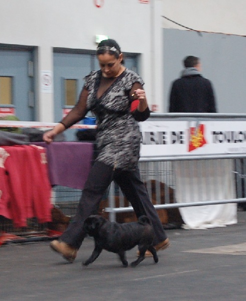 CH. Int. fantagaro des guerriers Cathares - 1 excellent - CACS/RCACIB en Classe Intermédiaire