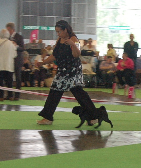 CH. Int. fantagaro des guerriers Cathares - 2ème Excellent