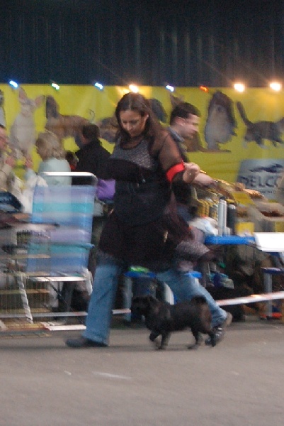 CH. Int. fantagaro des guerriers Cathares - 1er très prometteur