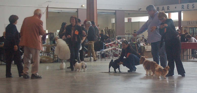 CH. Int. fantagaro des guerriers Cathares - MEILLEUR DE RACE - retenue parmi les 5 derniers au BOG