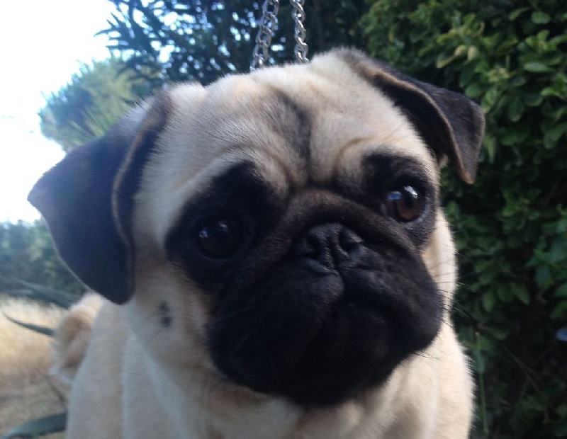 Isil elfique legend des guerriers Cathares - MEILLEUR JEUNE -1er excellent