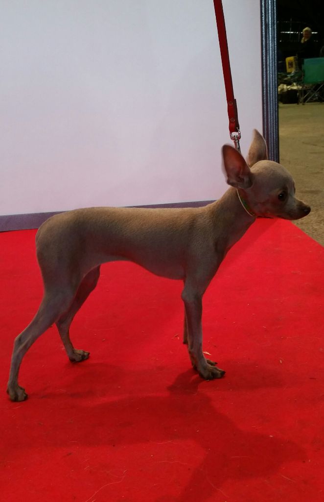 Ona izyskannaya siren Des Hibiscus D'Azur - Très Prometteur