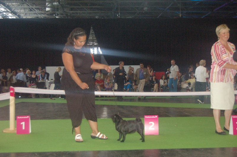 CH. Int. fantagaro des guerriers Cathares - 2ème Exc. Vice-championne du Monde Jeune