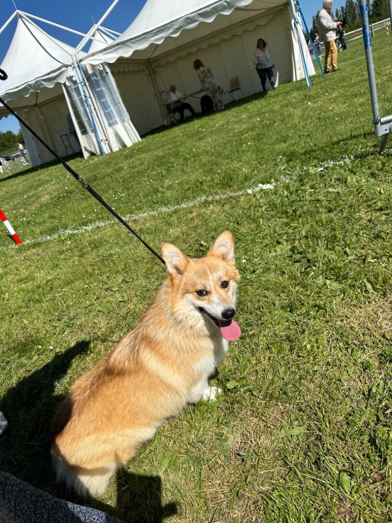 Irelia iz byrshtunovogo - Très Bon - Jeune