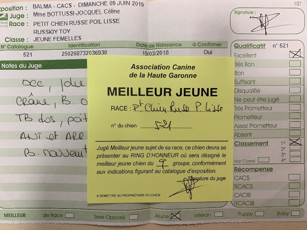 Ona izyskannaya siren Des Hibiscus D'Azur - MEILLEUR JEUNE - 1er excellent